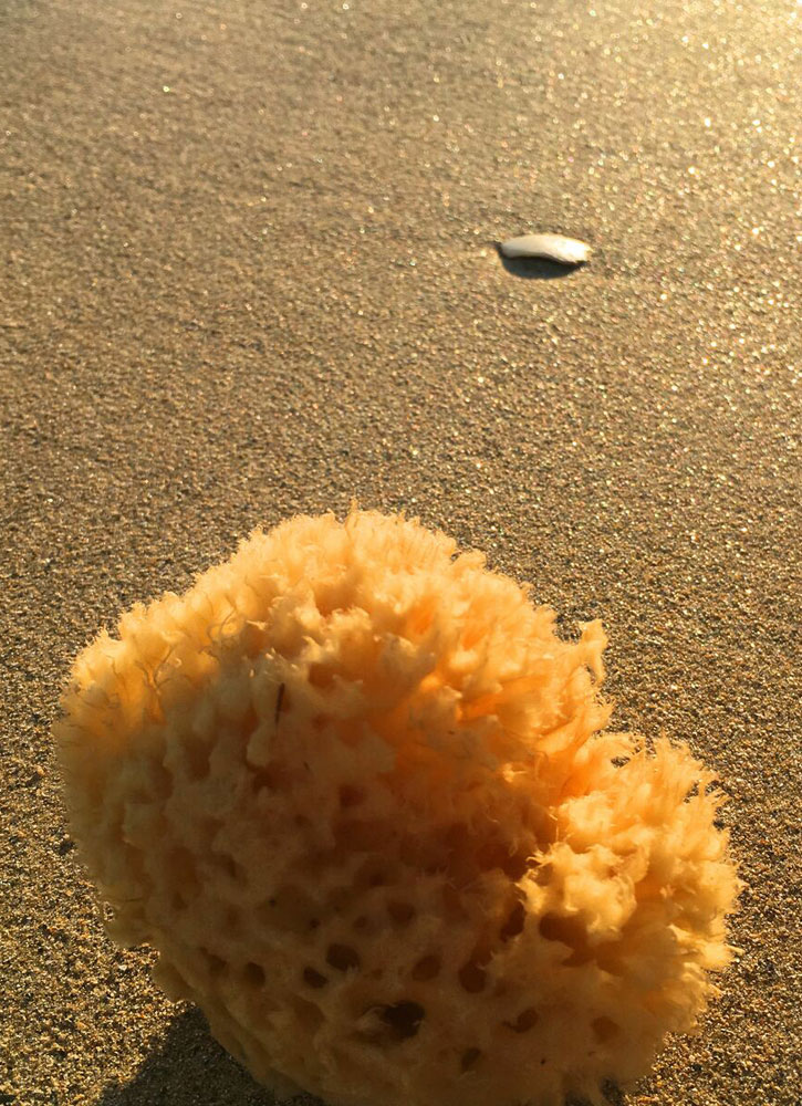 Морской спонж PHYTOMER Marine Sponge