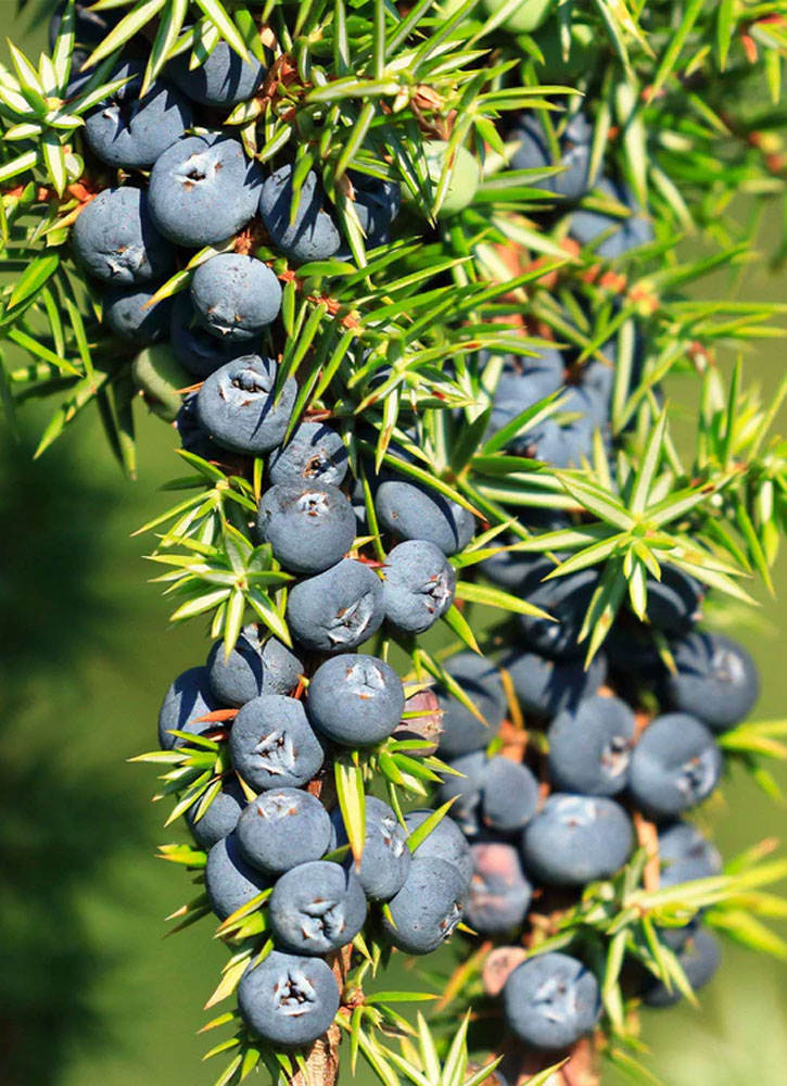 Туалетная вода L'ERBOLARIO Black Juniper