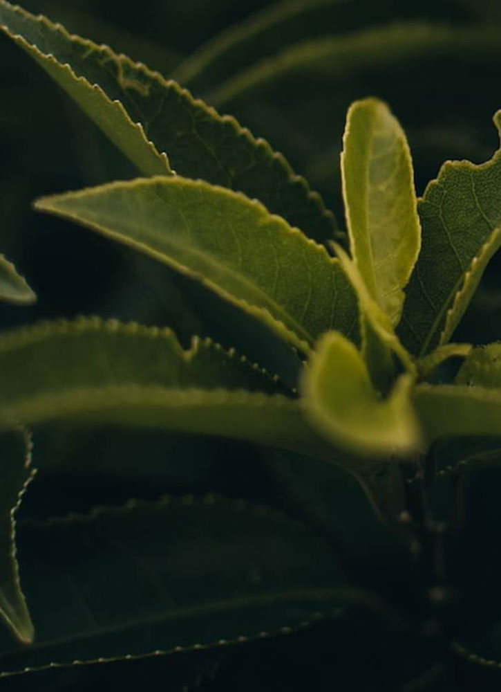 Эмульсия матирующая PHYTOCEANE Patagonia